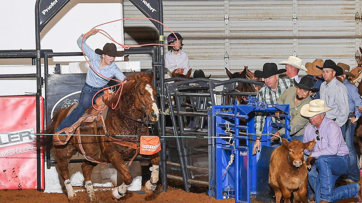 Rodeo participant on brown horse swings lasso while exiting chute as handlers and spectators watch from blue gate structure