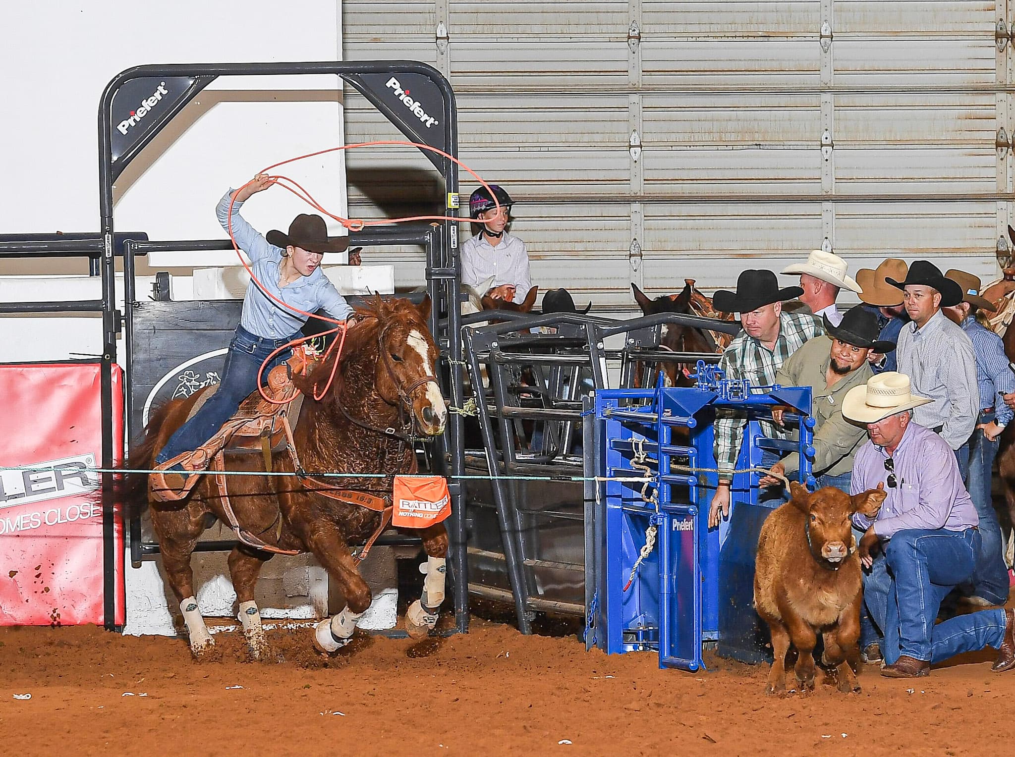 Rodeo participant on brown horse swings lasso while exiting chute as handlers and spectators watch from blue gate structure