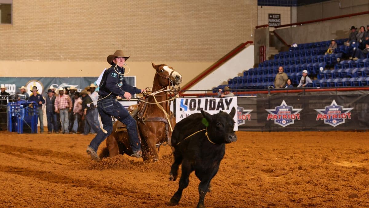 Cowboy on horseback roping a black steer during indoor rodeo competition at Holiday event arena