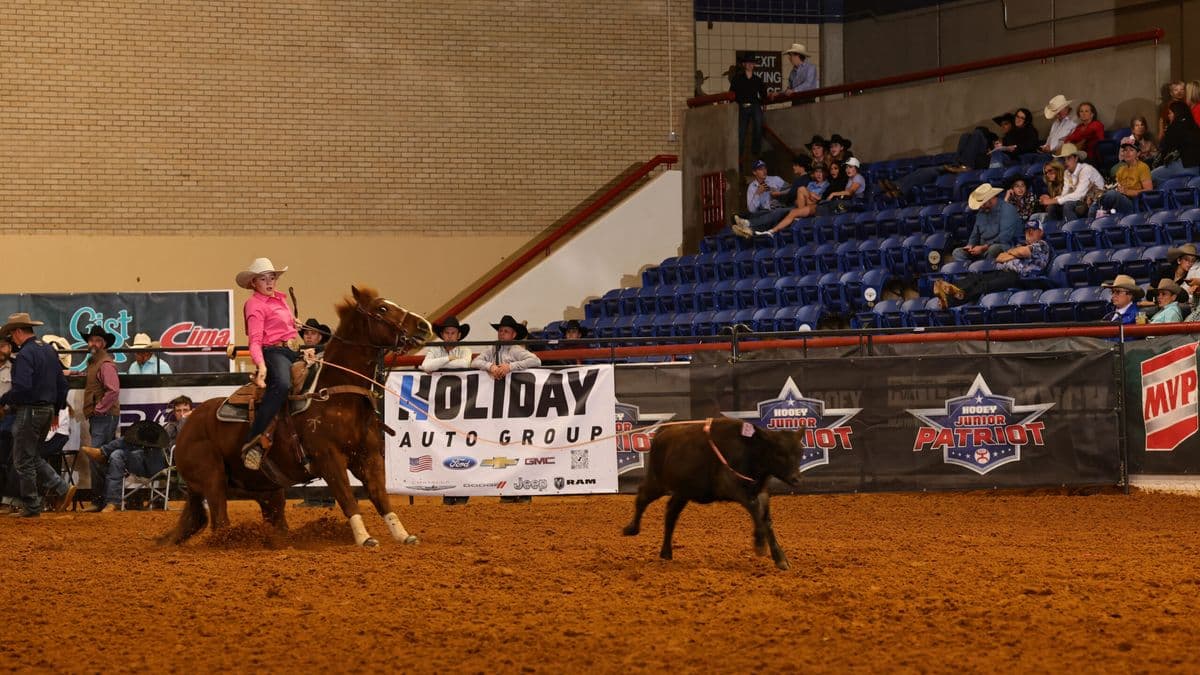 Cowgirl in pink shirt on brown horse chasing black calf during junior rodeo event at indoor arena with Holiday Auto Group signage