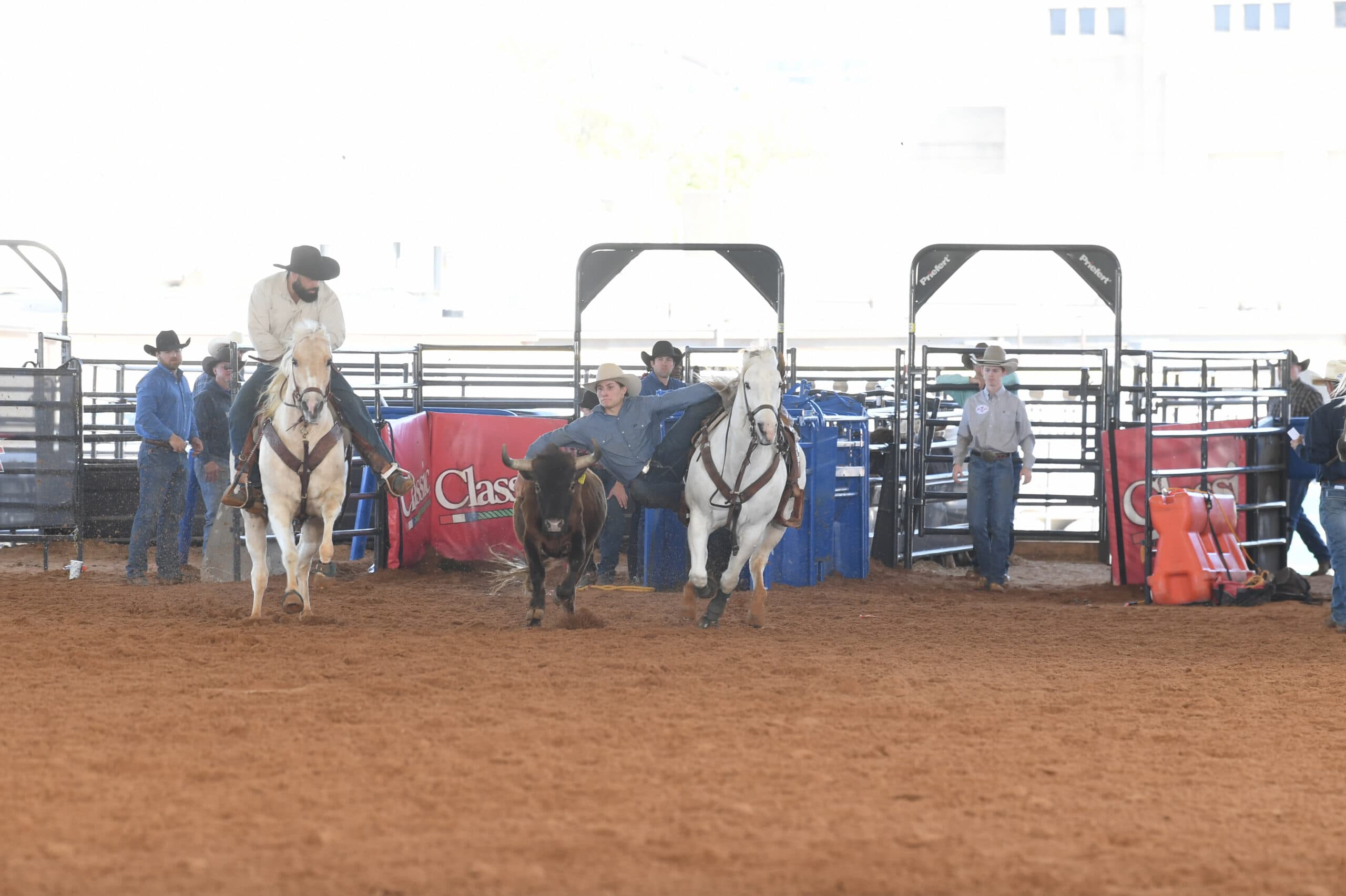 Steer roping competitor on horseback chases a steer across the arena dirt during a rodeo event, with handlers and metal gates visible in the background