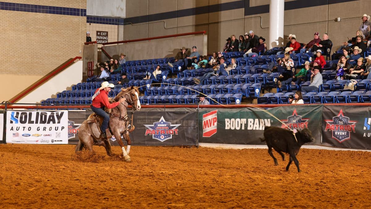 Cowboy on horseback roping a black steer during a rodeo event at an indoor arena with spectators in blue seats