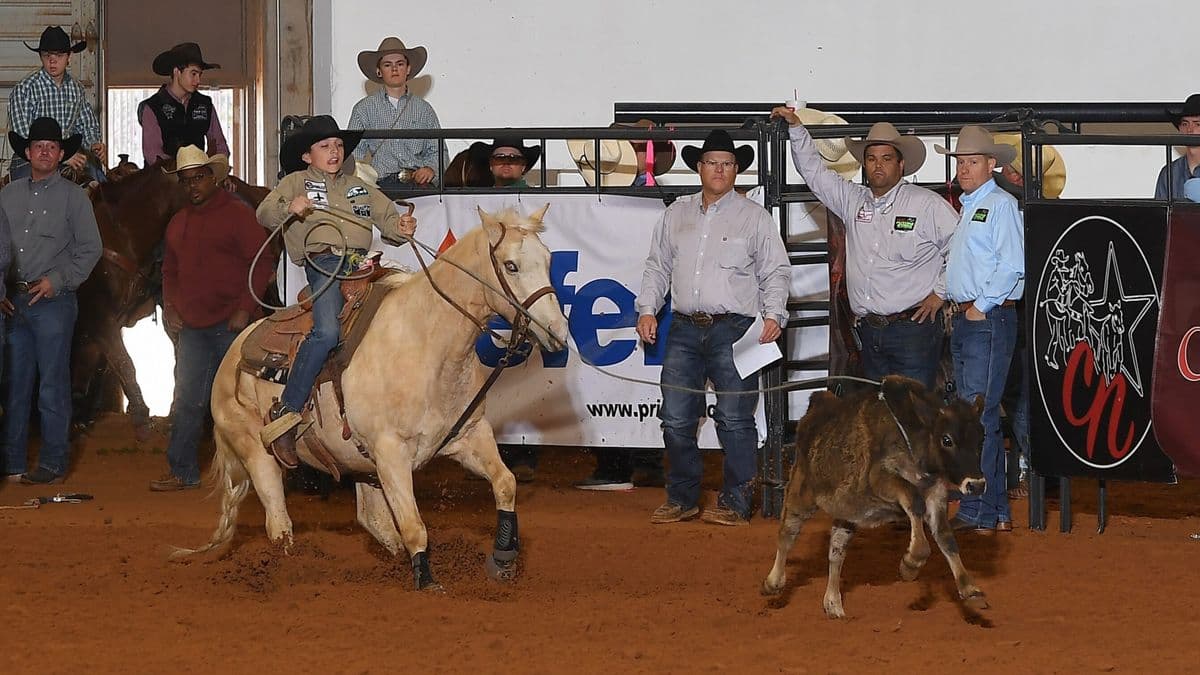 Cowboy on palomino horse roping steer during ranch sorting competition with spectators and judges watching from arena sideline