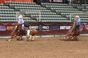 Two cowboys on horseback chase a steer across an arena dirt floor during a rodeo event