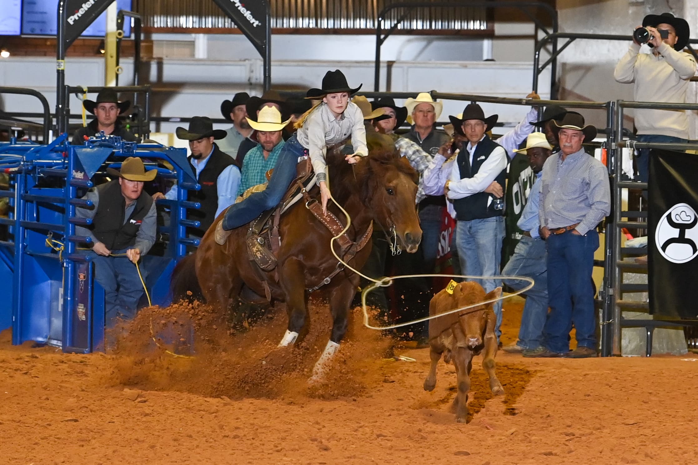 Young roper on horseback lassos a calf during indoor rodeo competition while spectators and officials watch from arena stands